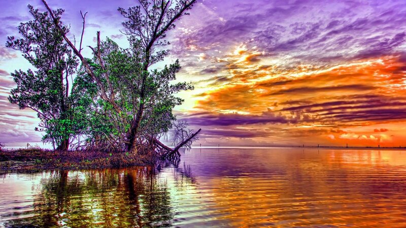 Mangrove Trees on Island — Purple