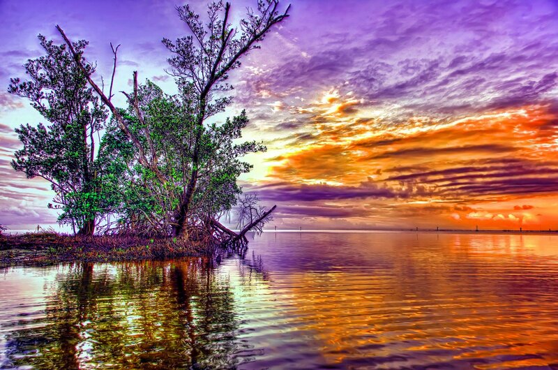 Mangrove Trees on Island