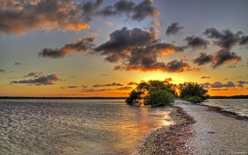 Mangrove Trees on Shore — Orange