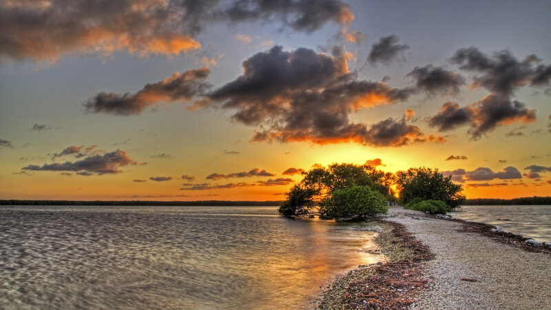 Mangrove Trees on Shore