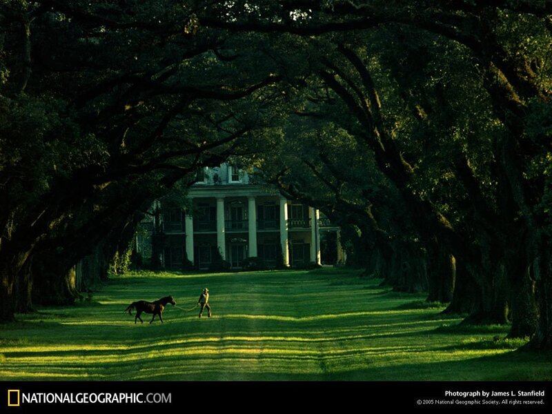 Mansion under oak trees