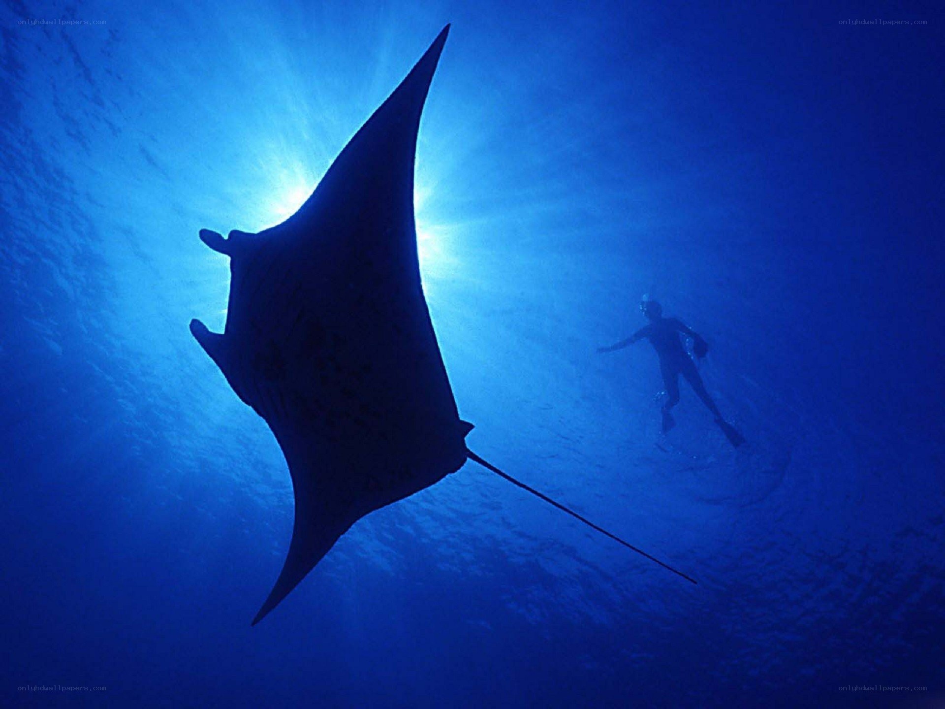 Manta ray and diver underwater