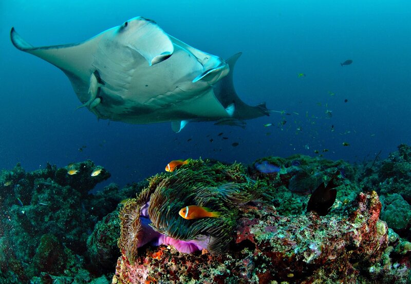 Manta Ray over Coral Reef — Blue