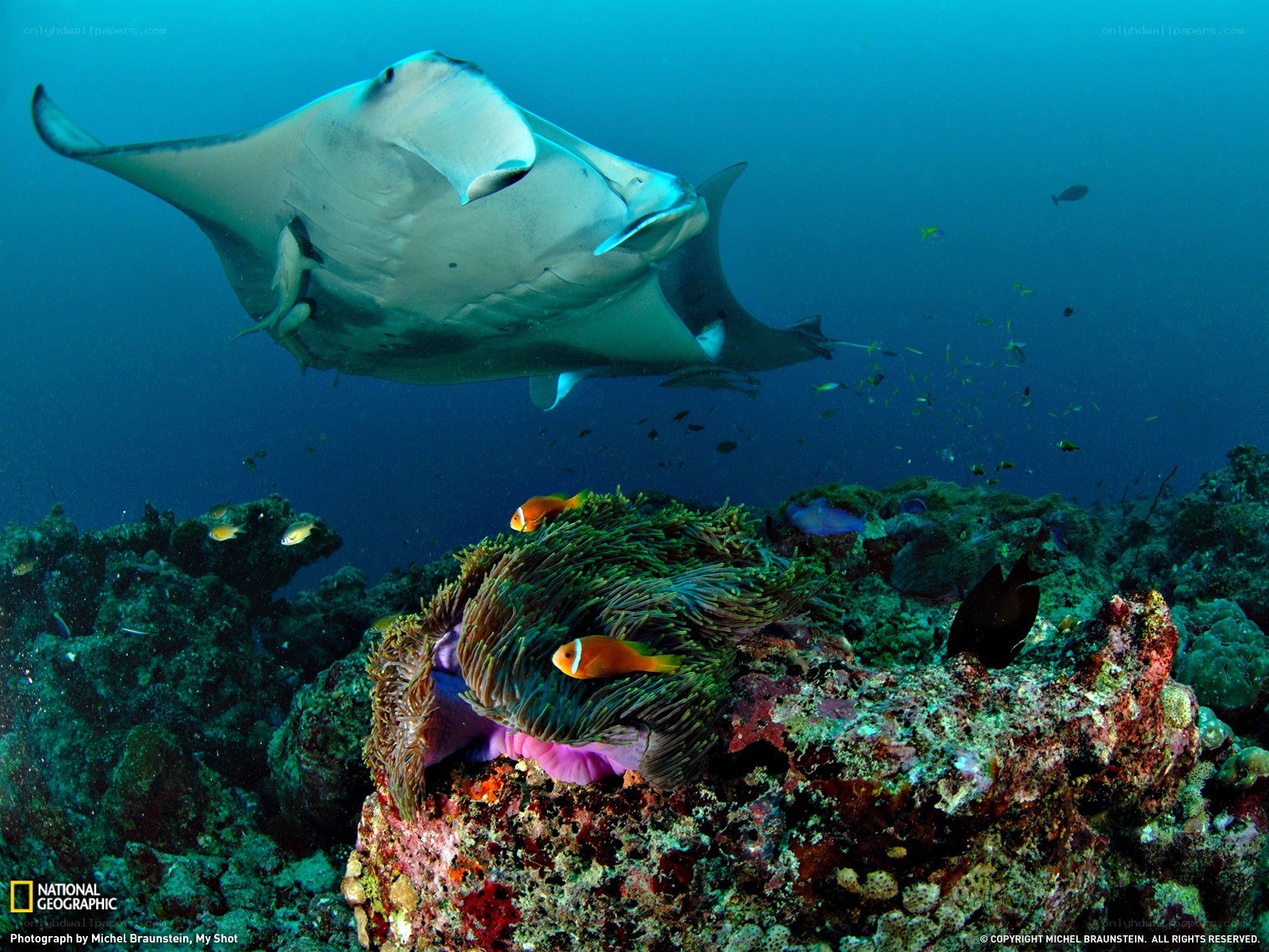 Manta ray over coral reef