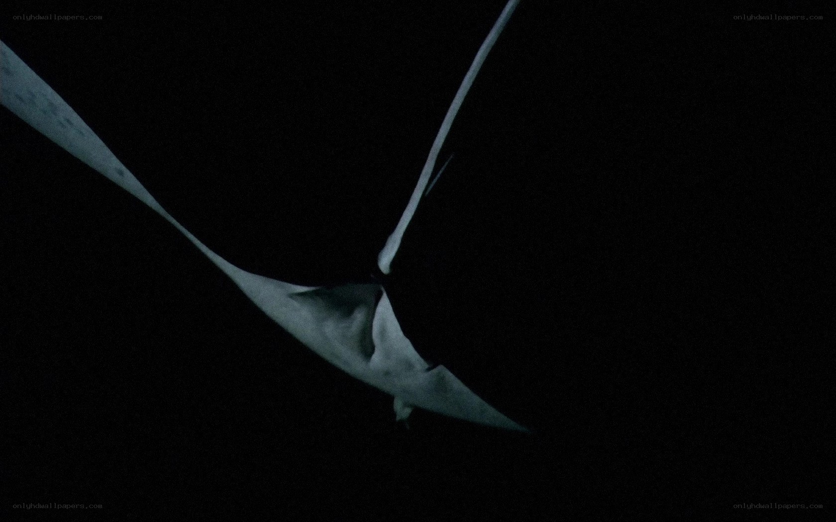 Manta ray swimming at night
