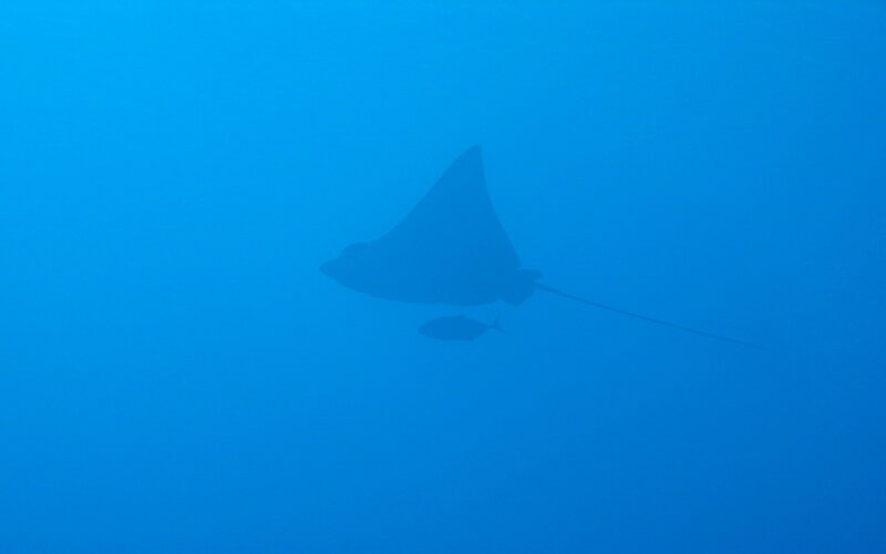 Manta Ray Swimming — Blue, Photograph