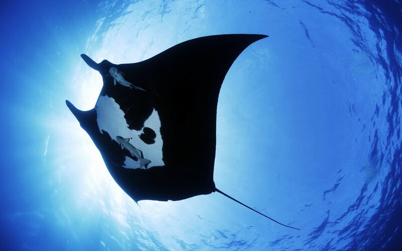 Manta Ray Swimming — Blue, Serene, Afternoon, Photograph