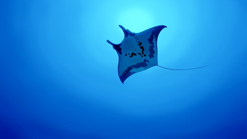 Manta Ray Swimming — Blue, Serene, Digital Art
