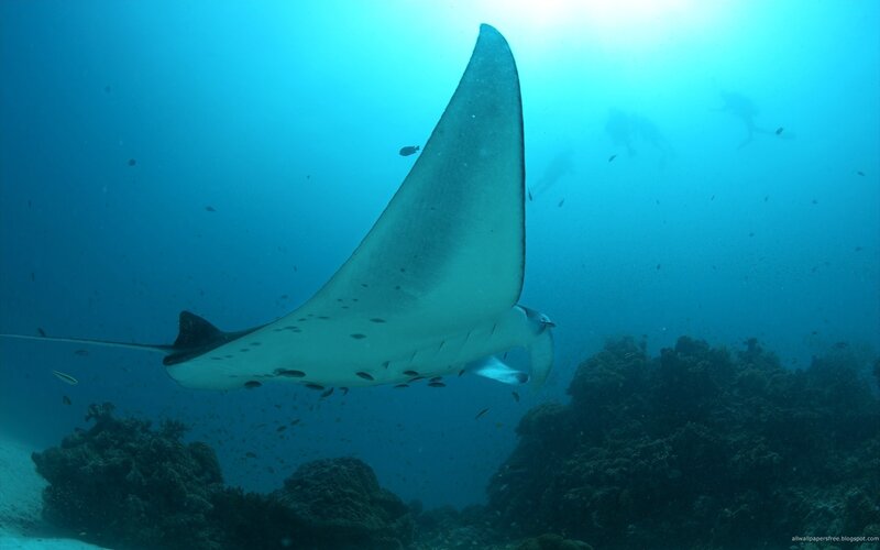 Manta Ray Swimming — Blue, Serene, Photograph, Coral Reef