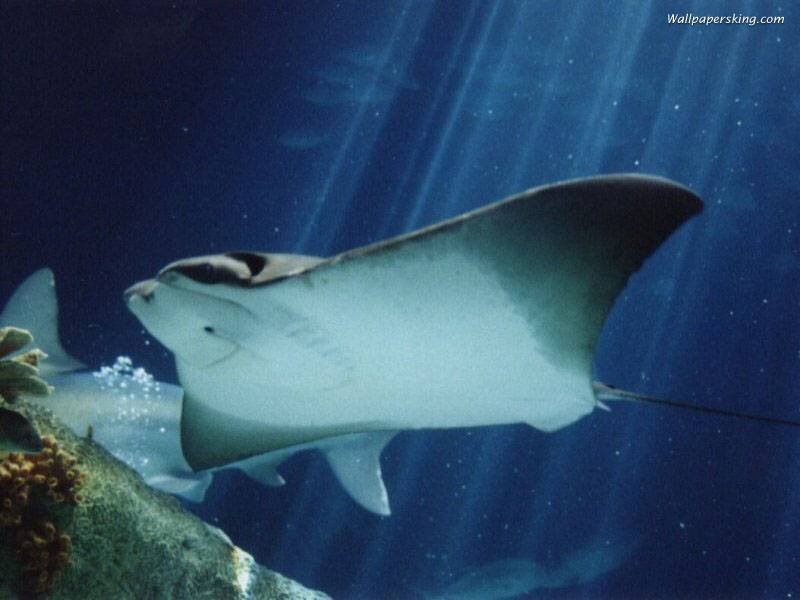 Manta Ray Swimming — Blue, Serene, Photograph, Coral