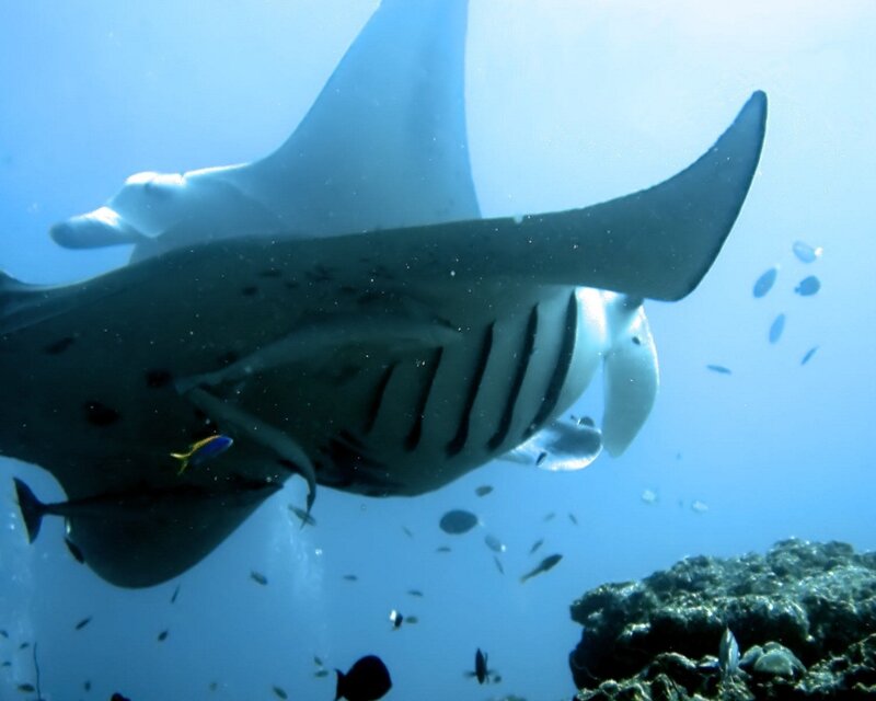 Manta Ray Swimming — Blue, Serene, Photograph, Fish, Coral
