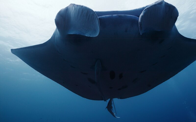 Manta Ray Swimming — Blue, Serene, Photograph, Fish, Ocean, Dark Blue