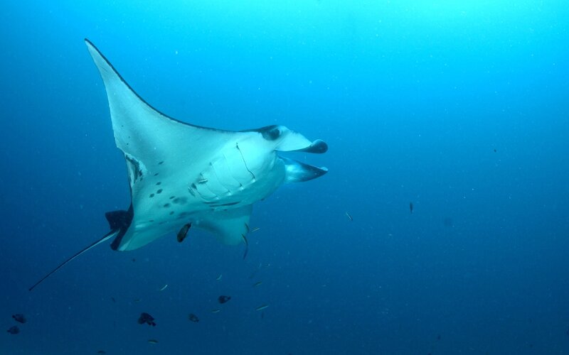 Manta Ray Swimming — Blue, Serene, Photograph, Fish