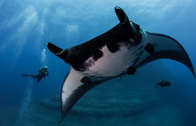 Manta Ray Swimming — Blue, Serene, Photograph, Scuba Diver