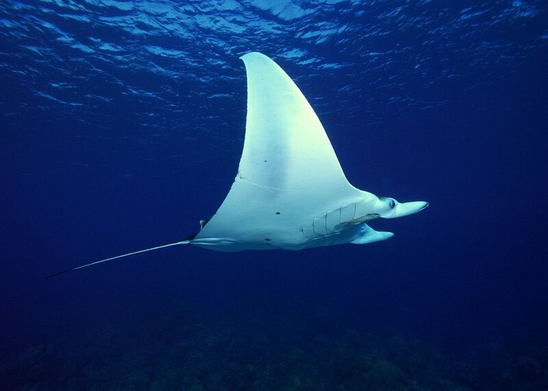 Manta Ray Swimming — Blue, Serene, Photograph