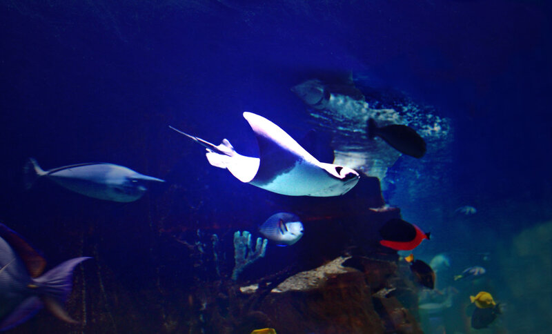 Manta Ray Swimming — Blue, Serene