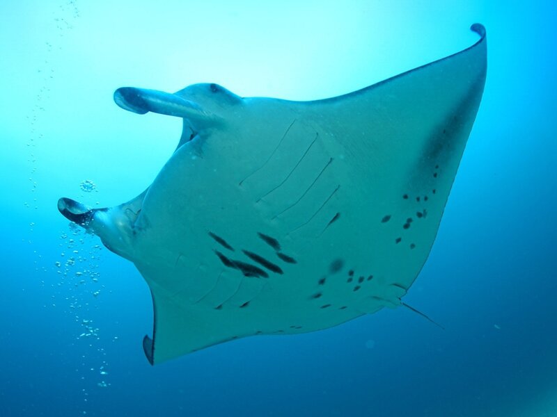 Manta Ray Swimming — Bubbles