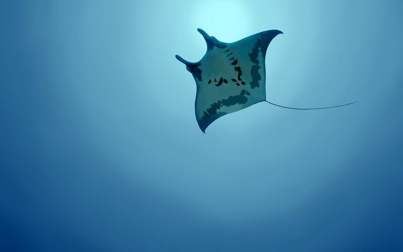Manta ray swimming in blue water