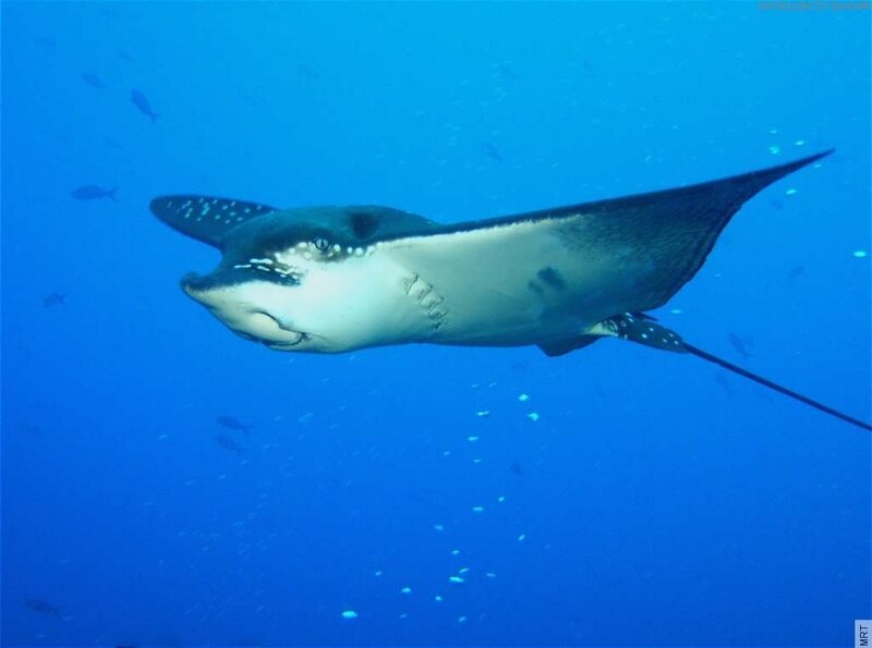 Manta ray swimming in blue water