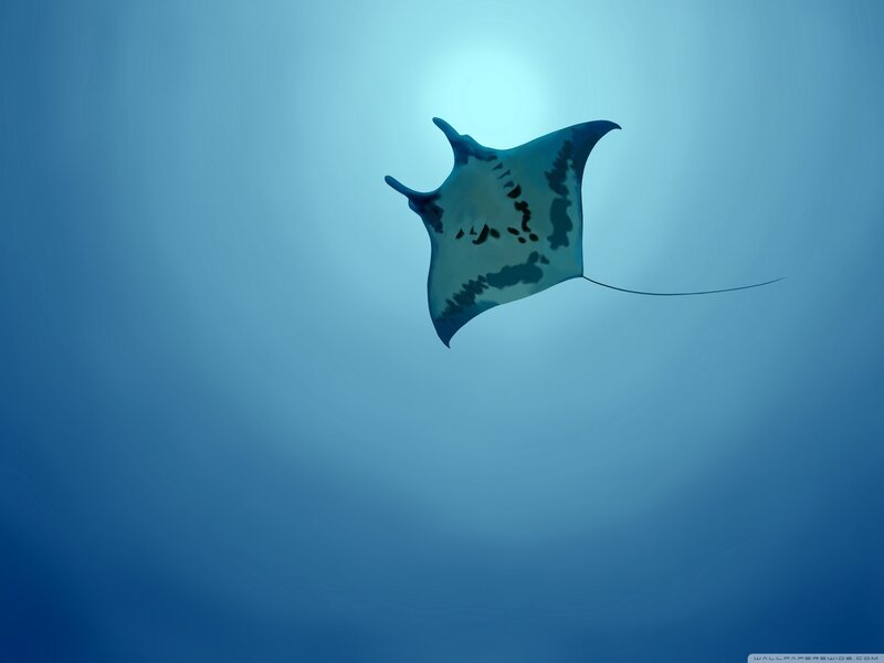Manta ray swimming in blue water