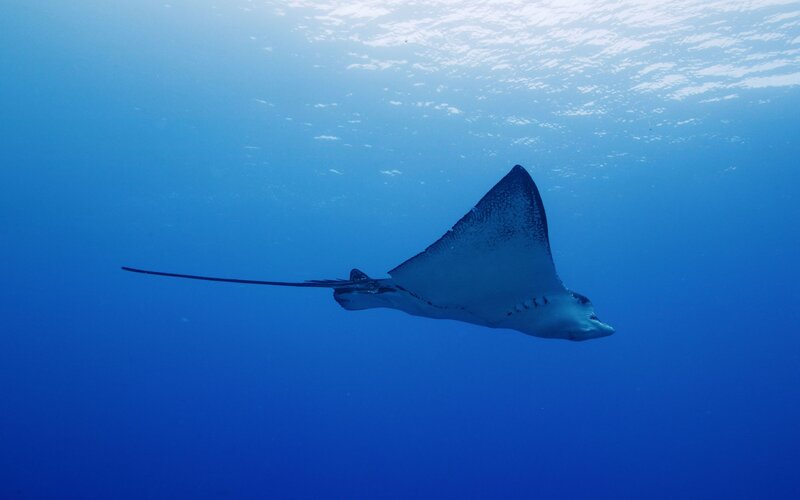 Manta ray swimming in blue water