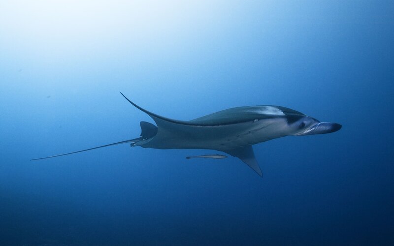 Manta ray swimming in blue water