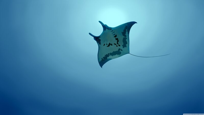 Manta ray swimming in blue water