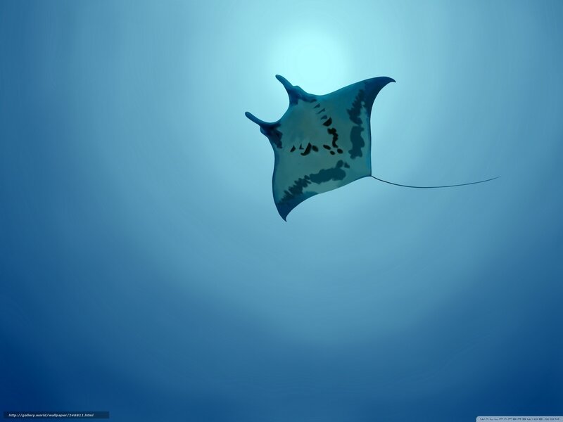 Manta ray swimming in blue water