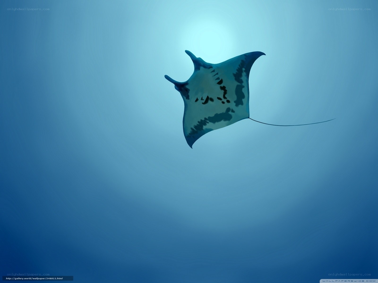 Manta ray swimming in blue water