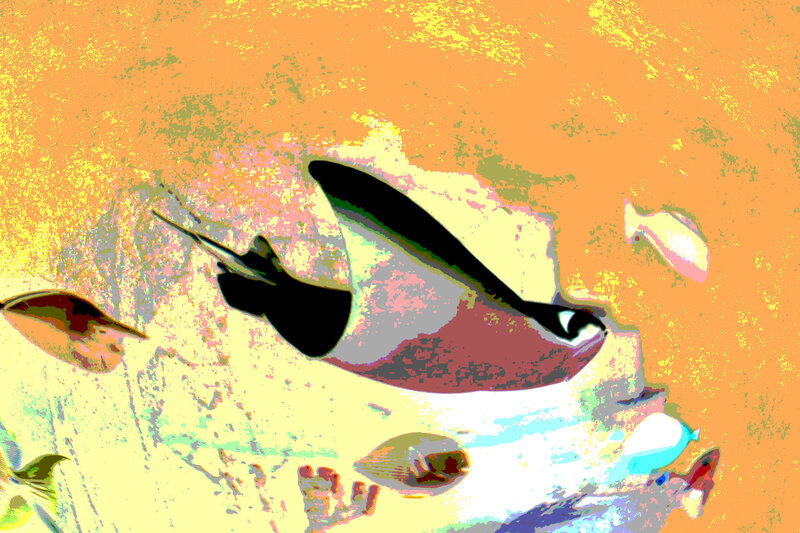 Manta Ray Swimming — Orange
