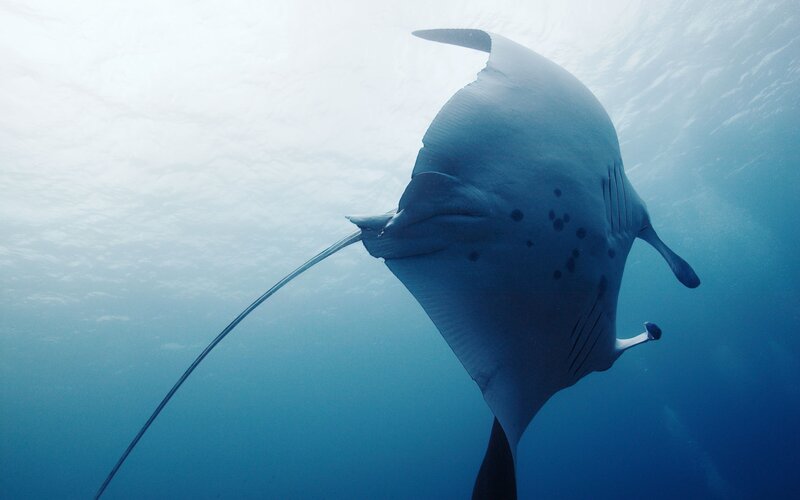Manta Ray Swimming — Photograph