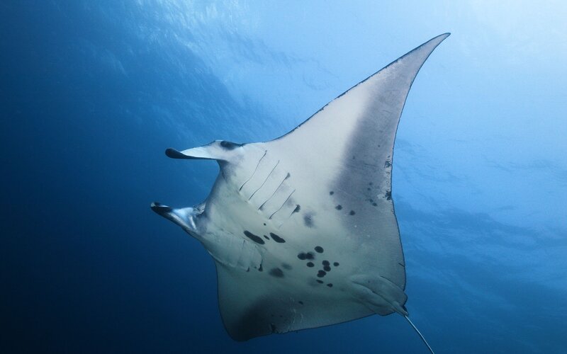 Manta Ray Swimming — Serene