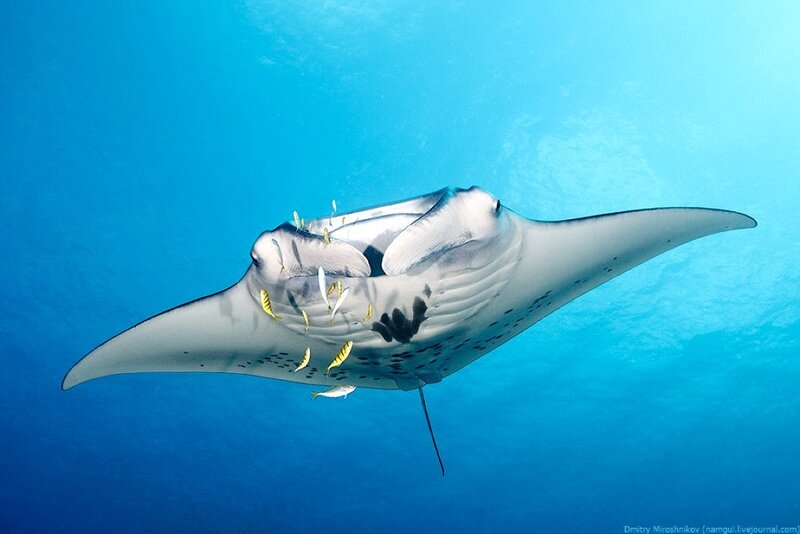 Manta Ray Swimming