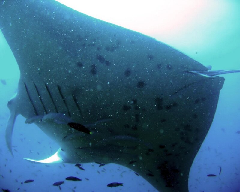 Manta ray swimming underwater