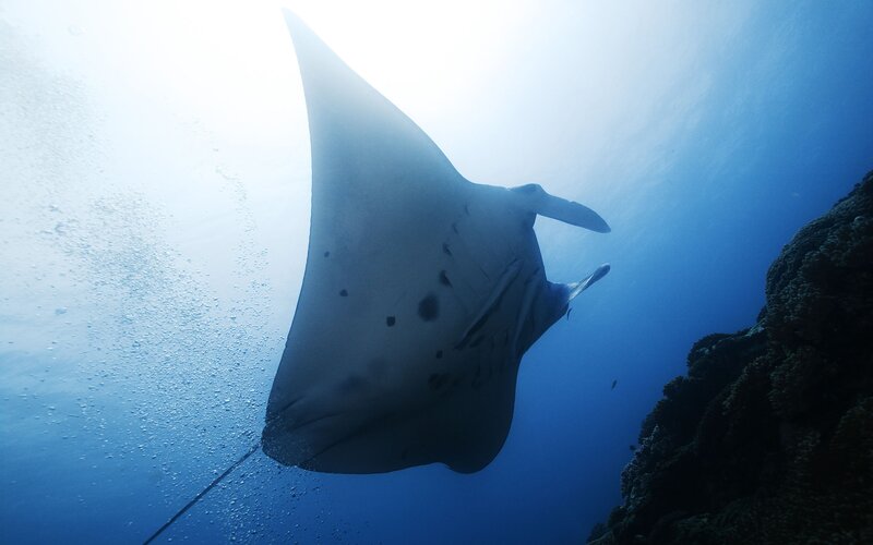 Manta ray swimming underwater