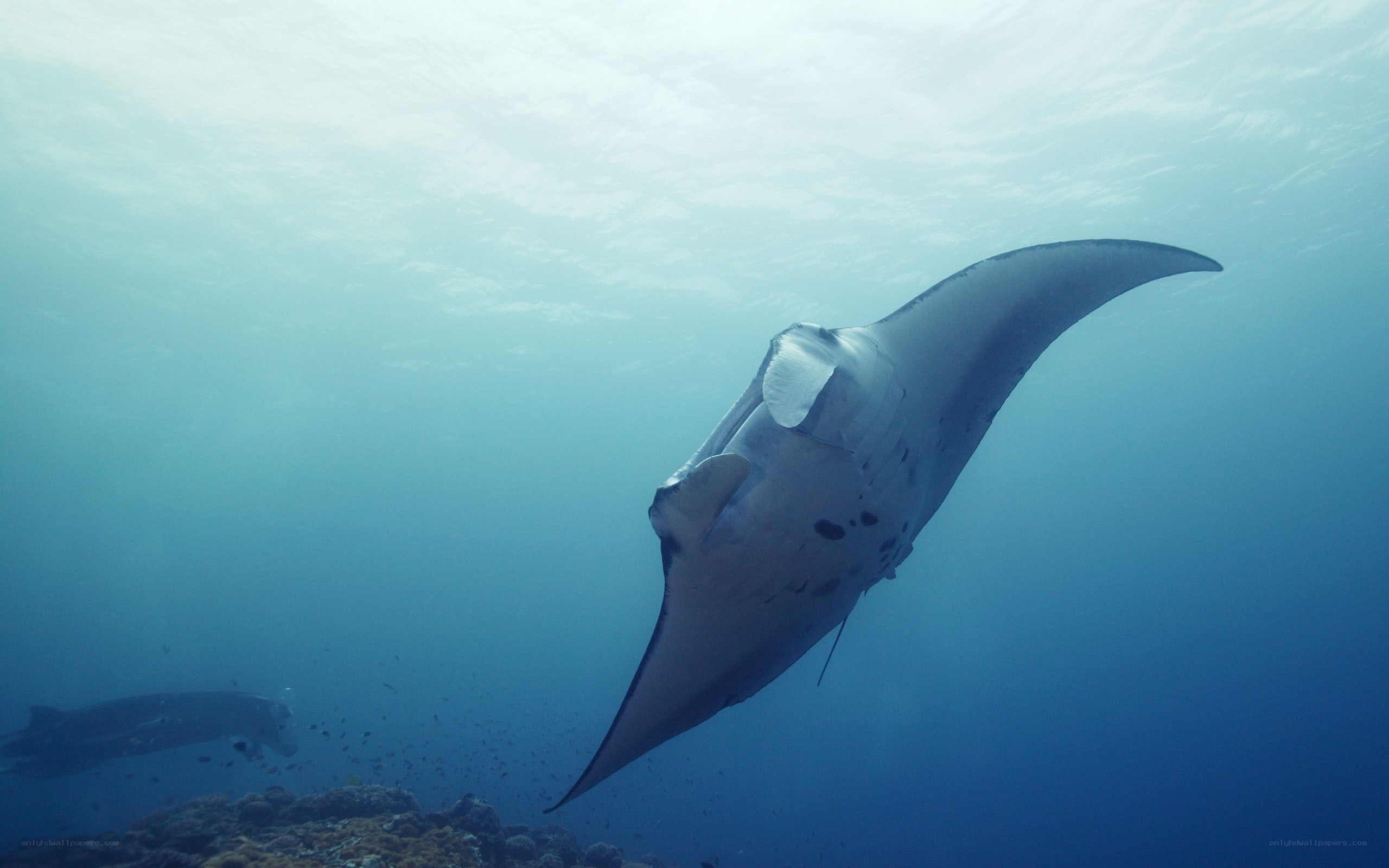 Manta ray swimming underwater
