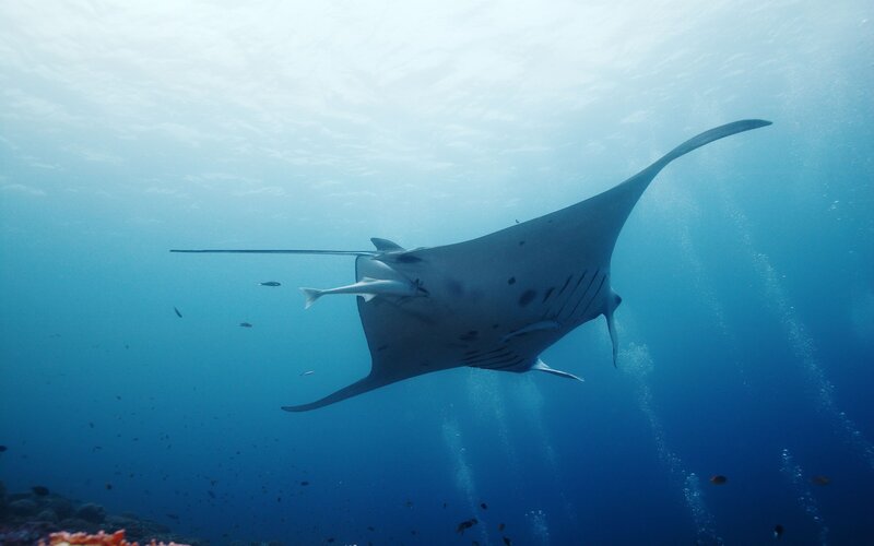 Manta ray swimming underwater