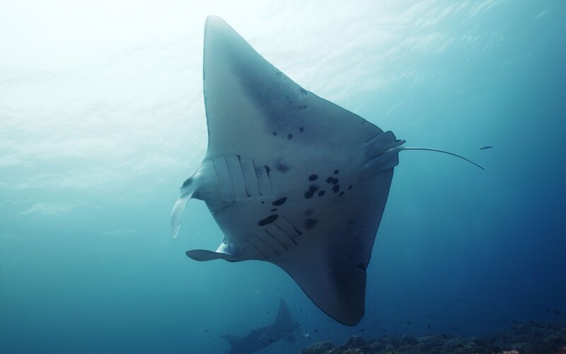 Manta ray swimming underwater
