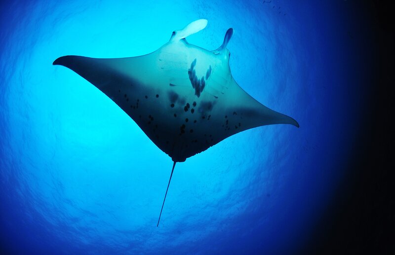 Manta ray swimming underwater