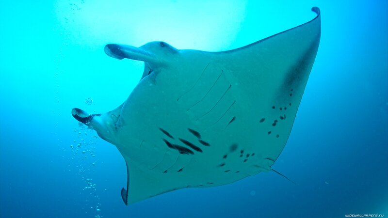 Manta ray swimming underwater
