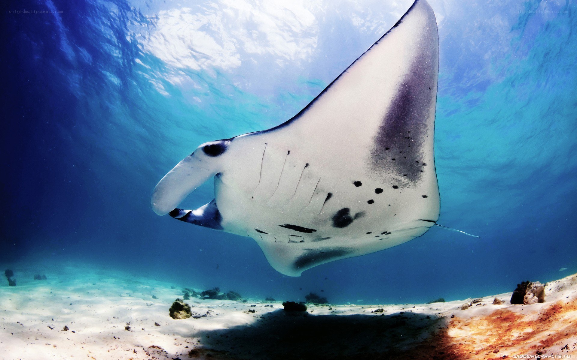 Manta ray swimming underwater