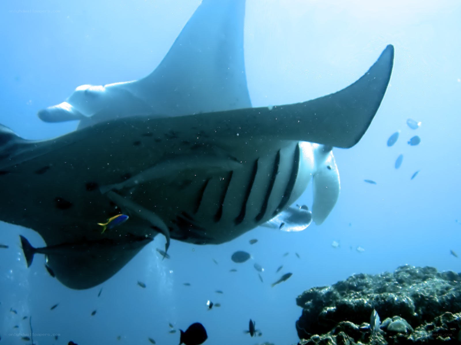 Manta ray swimming underwater
