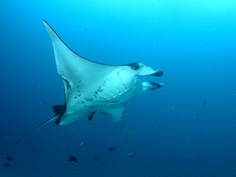 Manta ray swimming underwater