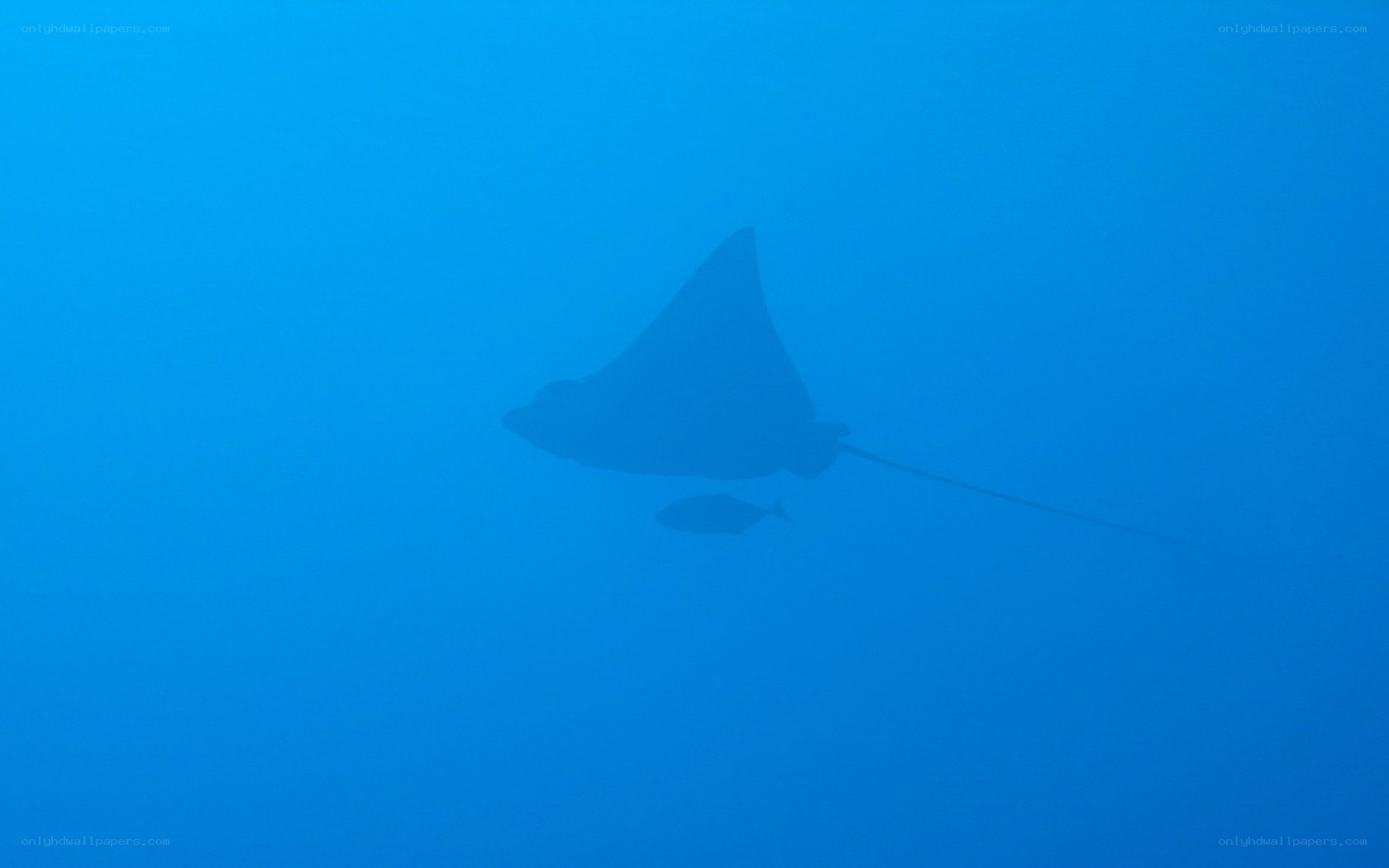 Manta ray swimming underwater