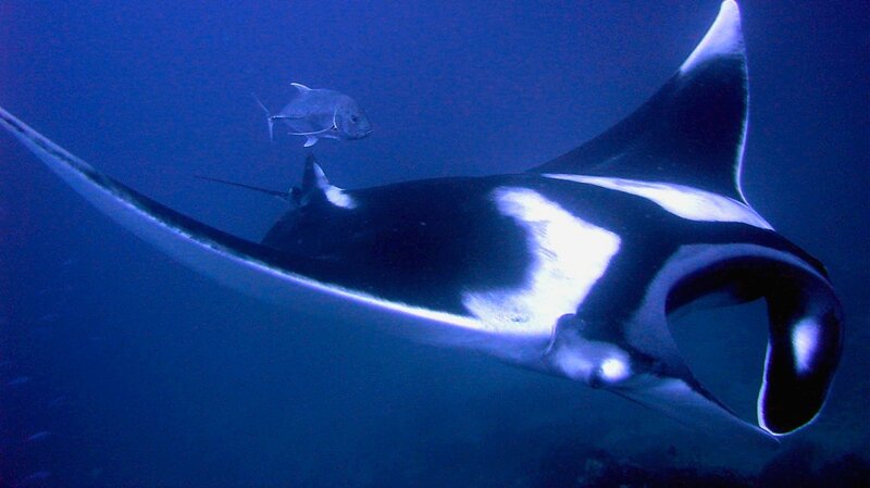 Manta ray swimming underwater
