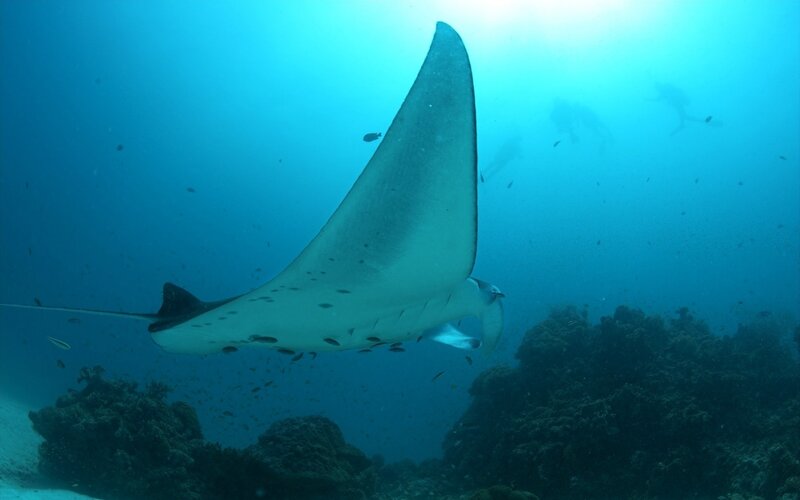 Manta ray swimming underwater