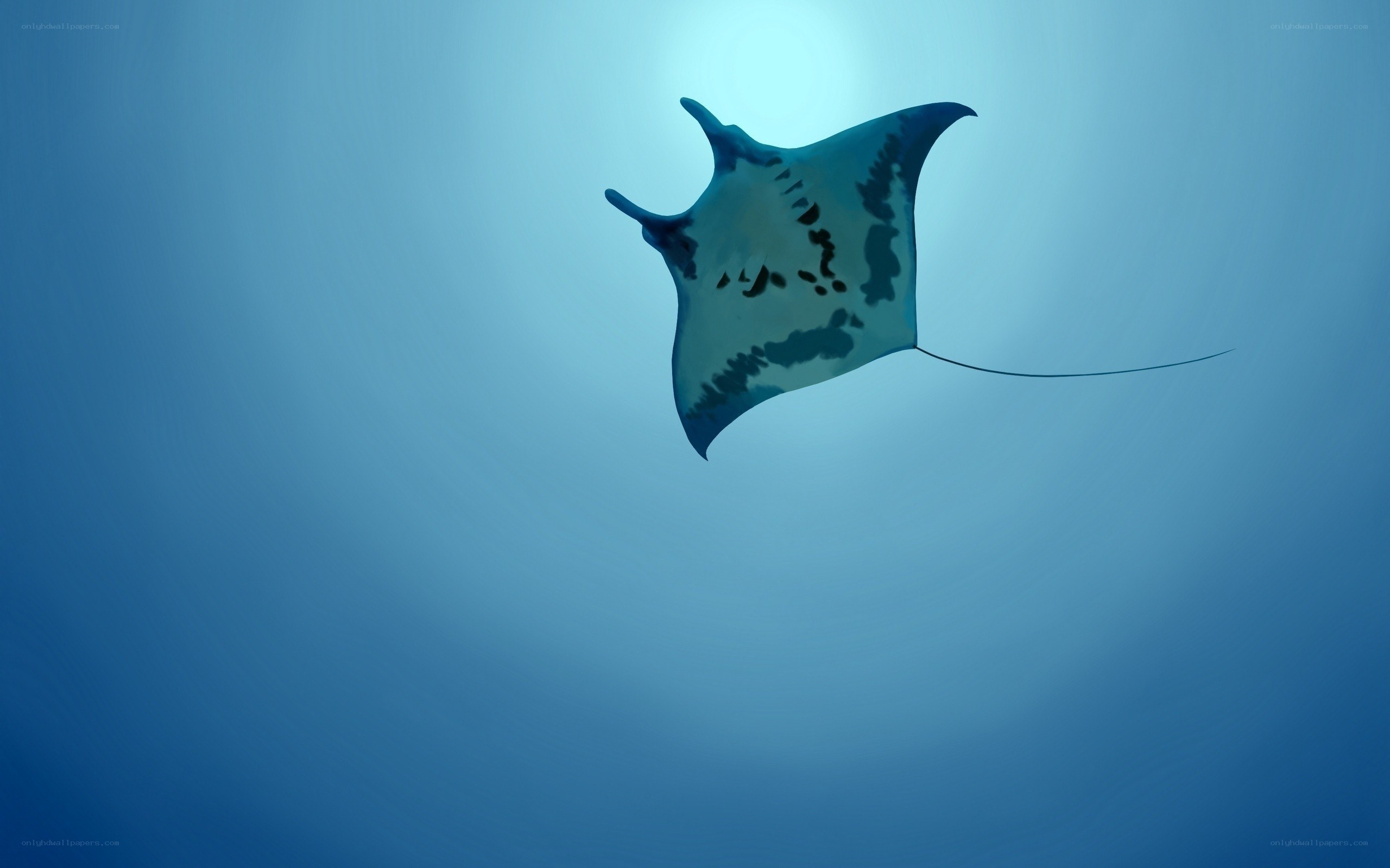 Manta ray swimming underwater