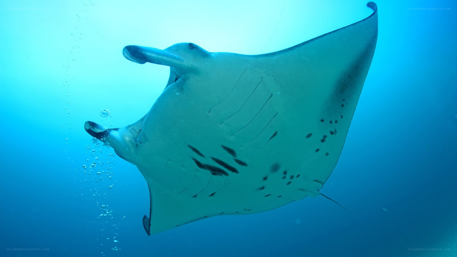 Manta ray swimming underwater