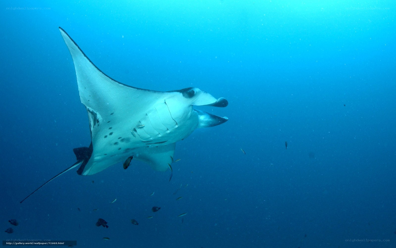 Manta ray swimming underwater
