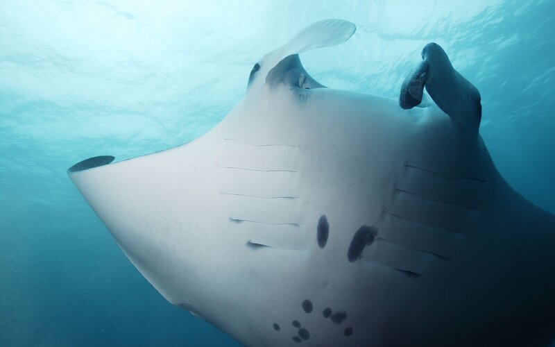 Manta Ray Underwater — Blue, Serene